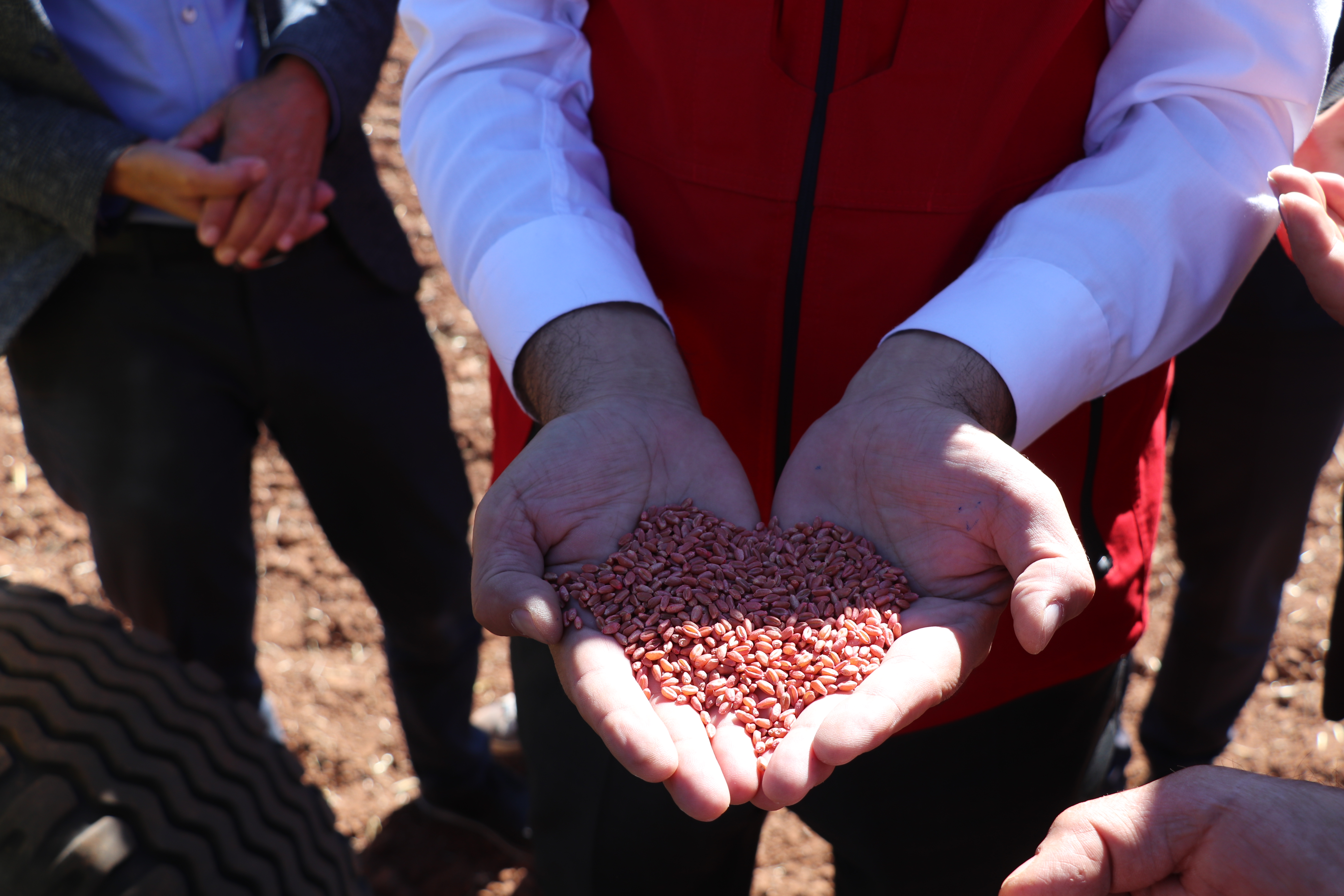 Sivas'ta yerli buğday ve arpa çeşitlerinde deneme ekimleri başladı