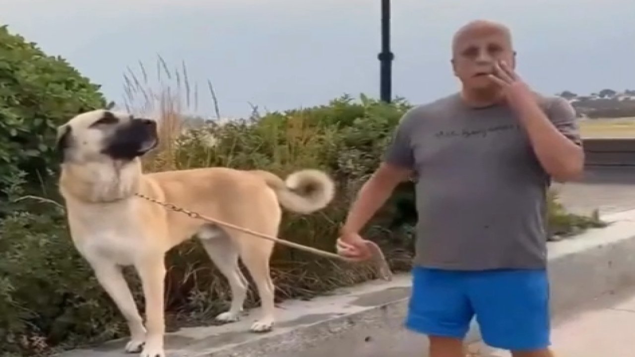 Amerika Sokaklarında Sivas Kangalı