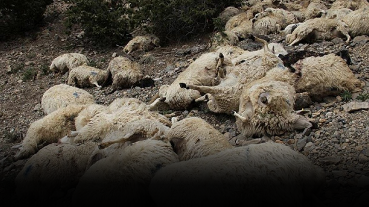 Sivas'ta TIR Sürüye Daldı,34 Koyun Telef Oldu