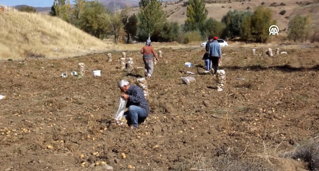 Sivas'ta Patates Hasadı Başladı