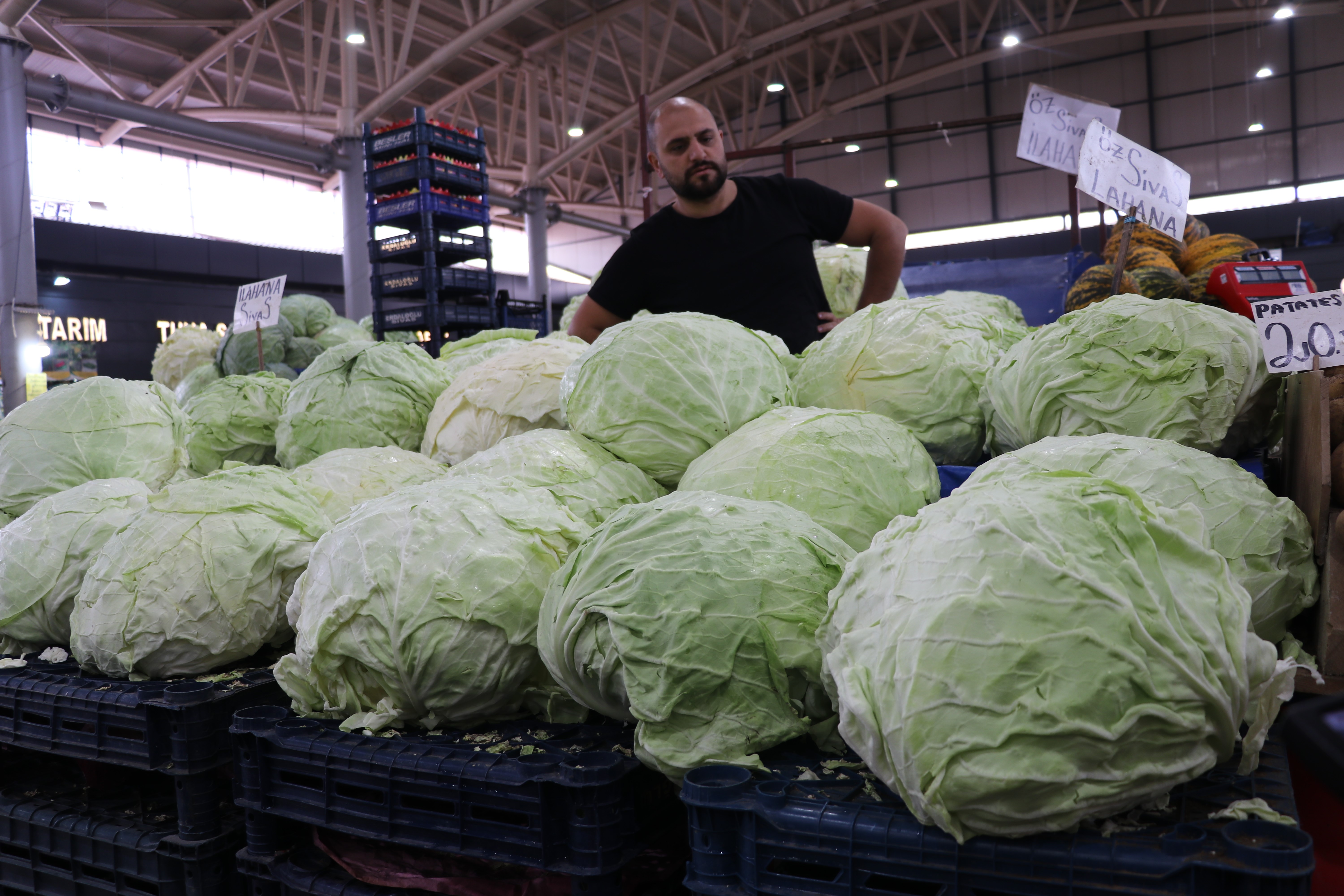 İklim Değişikliği Sivas Lahanasını Vurdu: Verim Yüzde 10’a Düştü