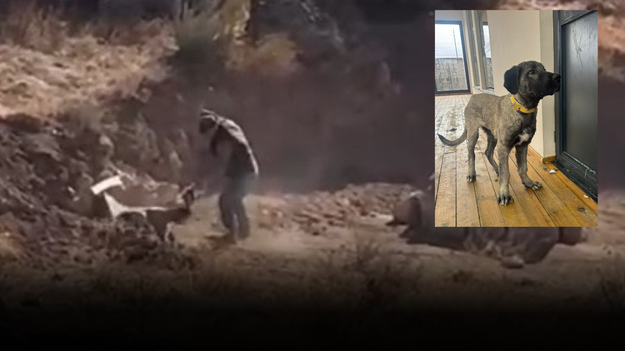 Sivas'ta Köpeğe Eziyet Davasında Karar Çıktı! Hayvanseverler Tepkili