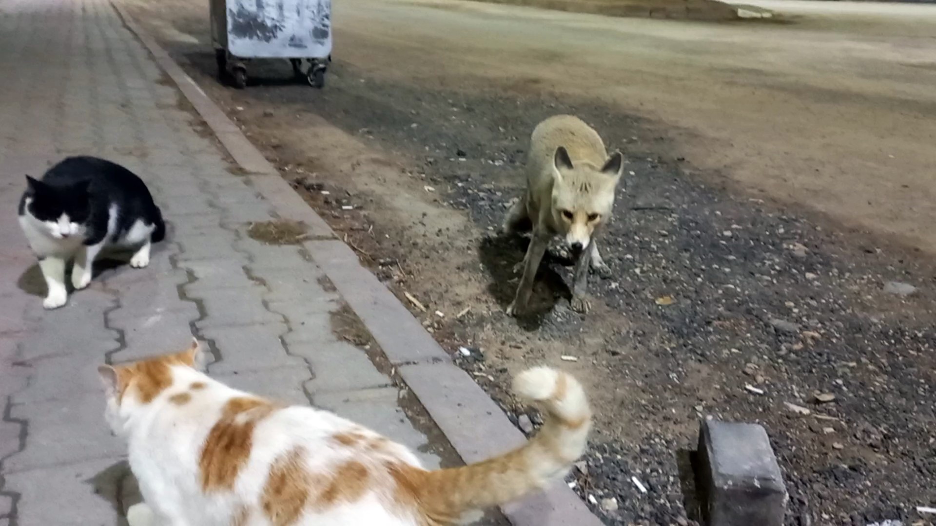 Sivas’ta Kedi ile Tilkinin Sıra Dışı Dostluğu