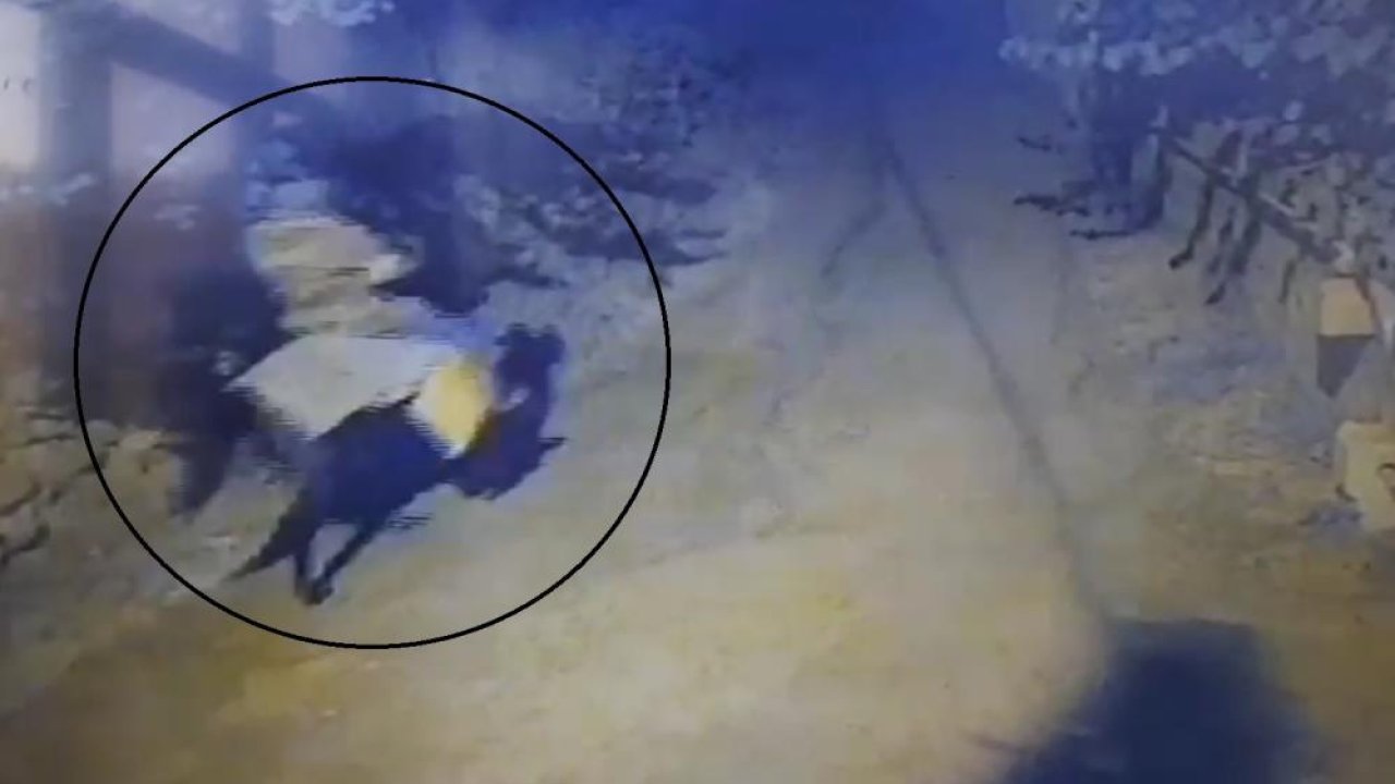 Akıl Almaz Cinayet Yaşlı Çifti Öldürdü