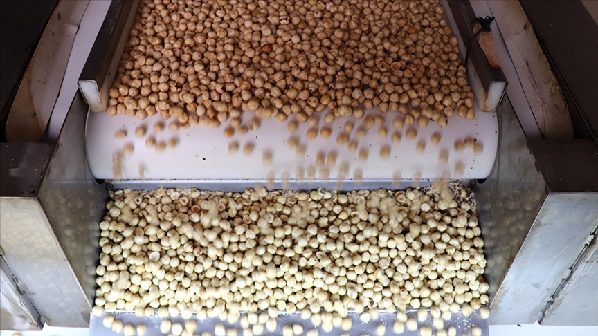 Türkiye fındıktan 1 milyar 610 milyon 163 bin dolar kazandı