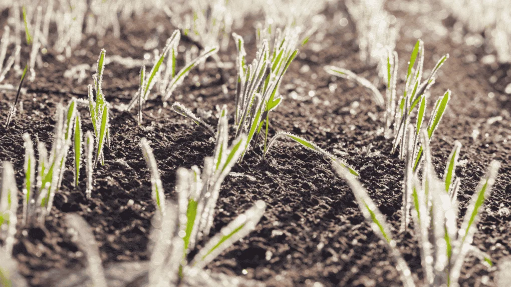 Sivas ve Çevresinde Hafif Zirai Don Uyarısı