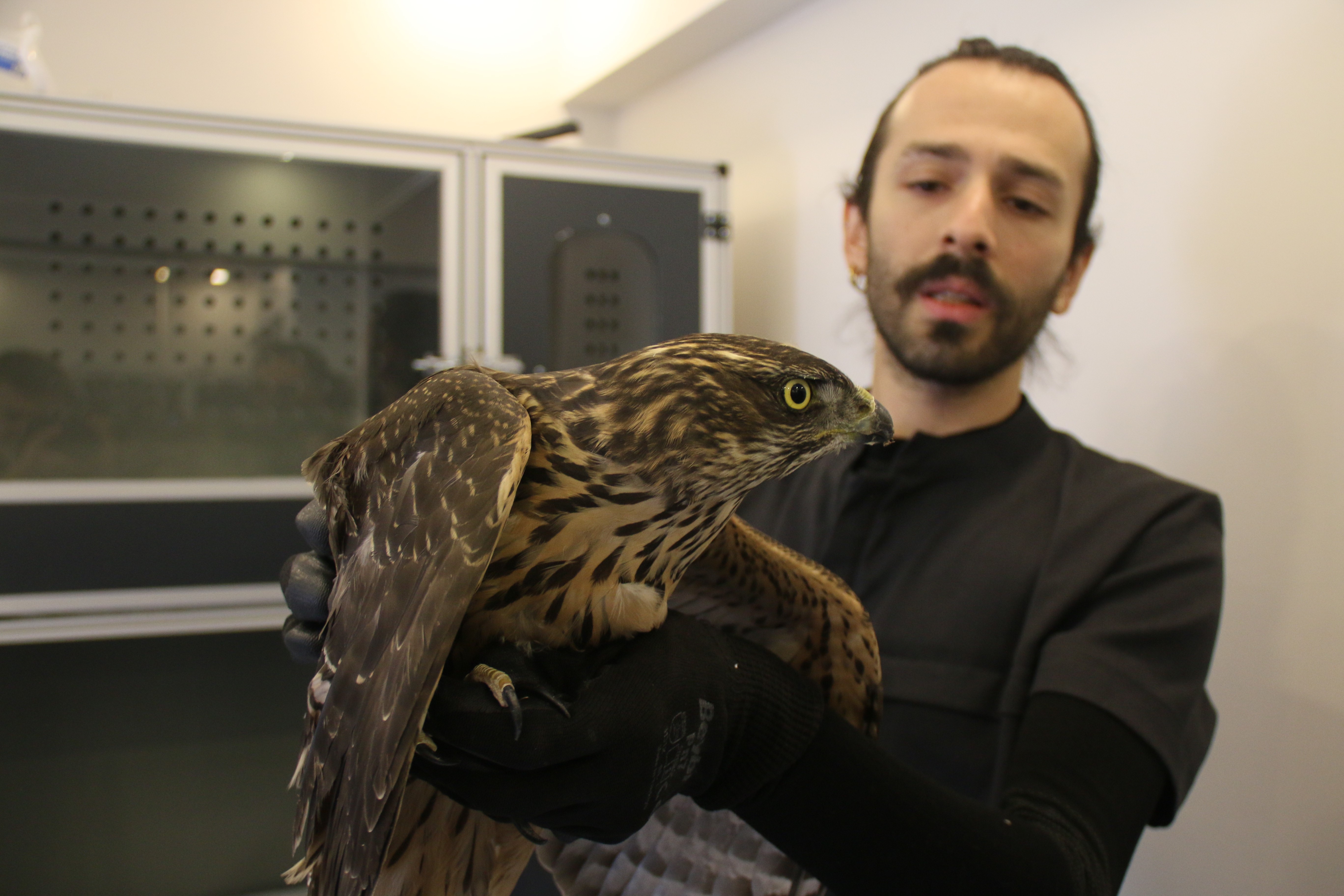 Sivas’ta Yabani Hayvanlara Müdahale Yasak! İşte Nedenleri