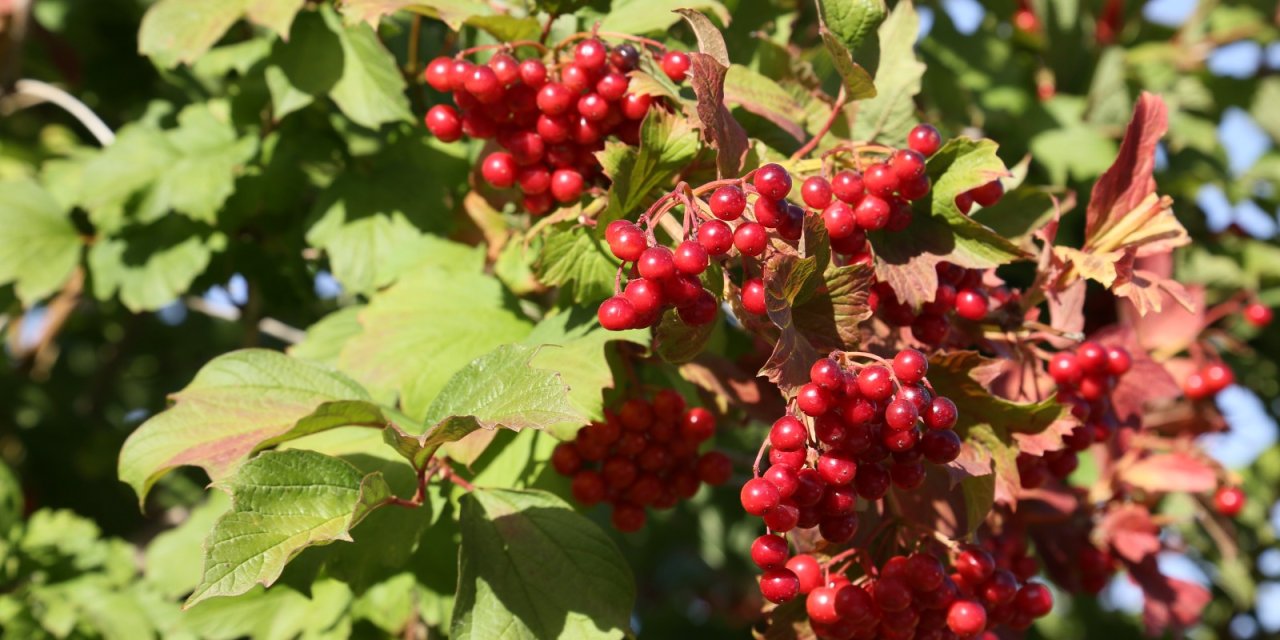 Sivas'ta gilaburu hasadı başladı