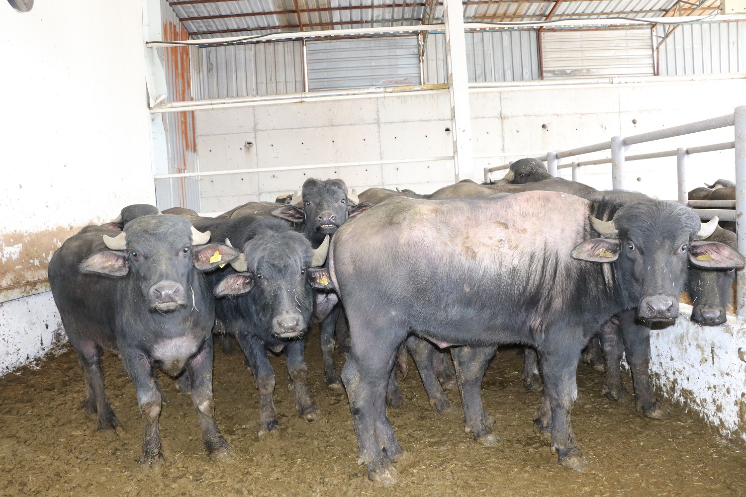 Sivaslı Üreticilere Manda Desteği