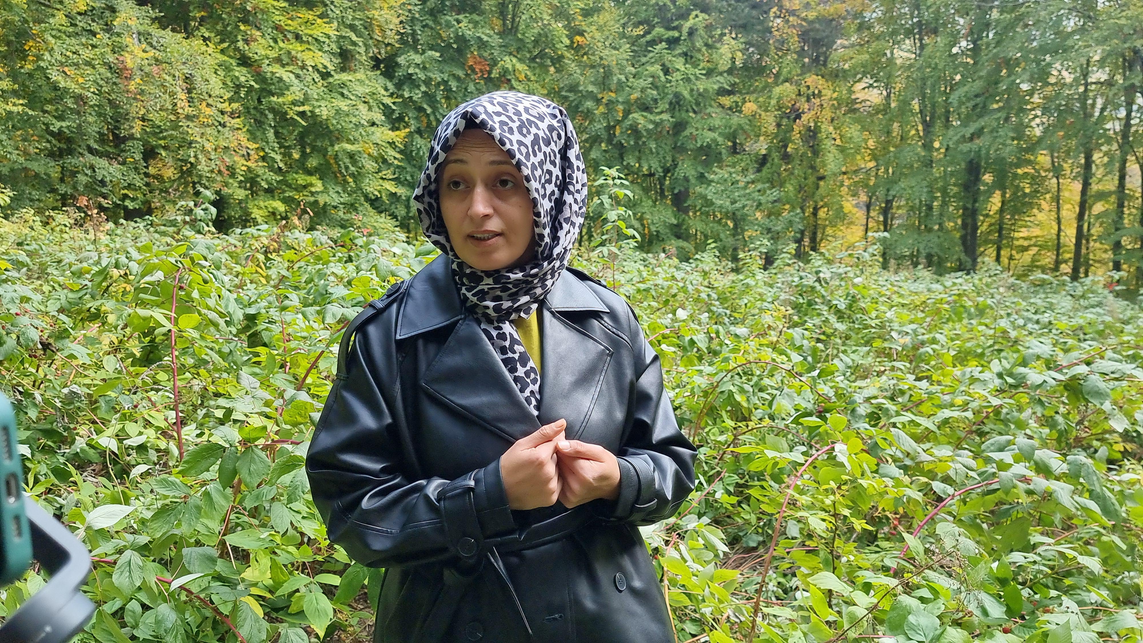 İlk hasadını ayılara kaptırdı