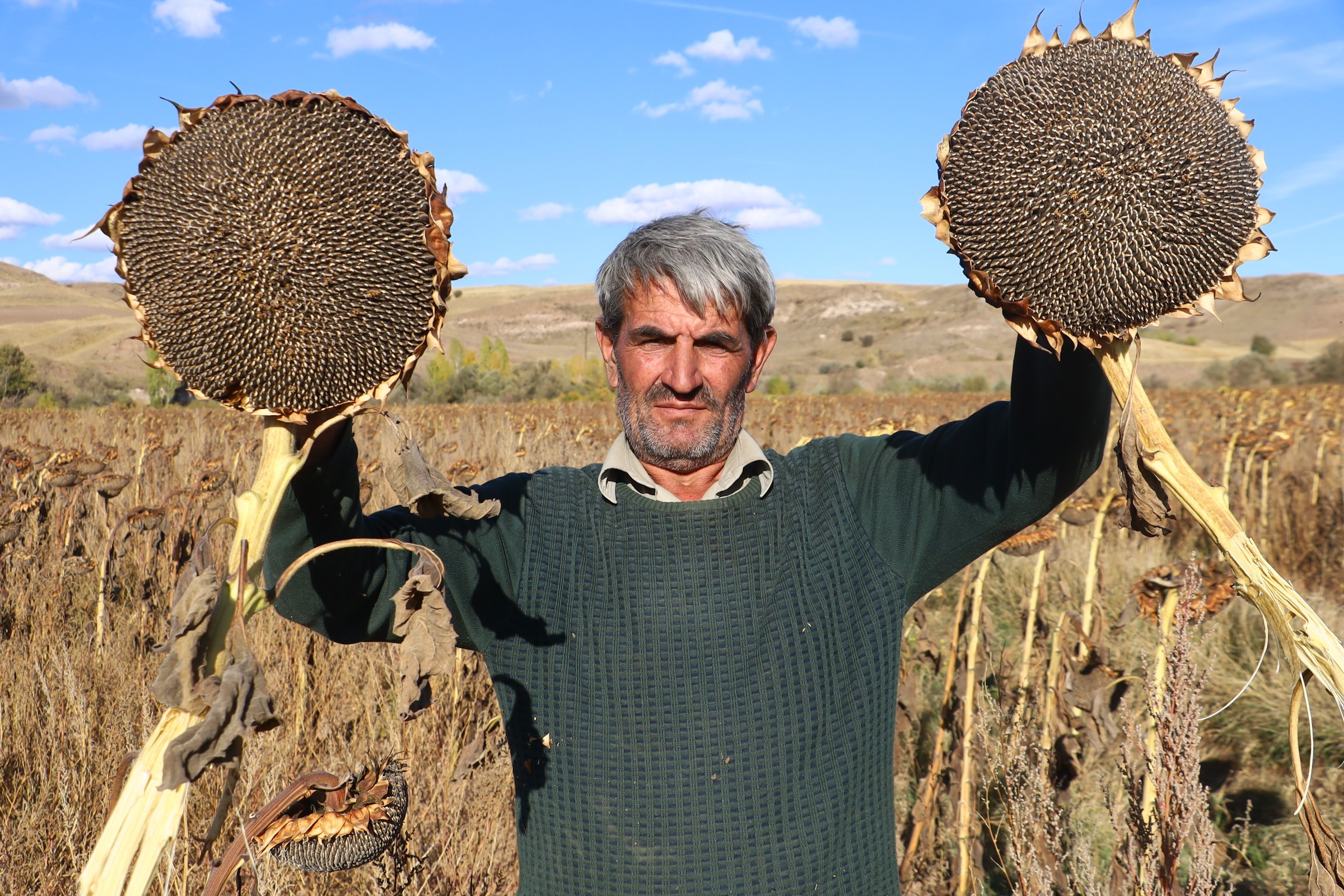 Altın Sarısı Ayçiçekleri, Çiftçinin Yüzünü Güldürdü