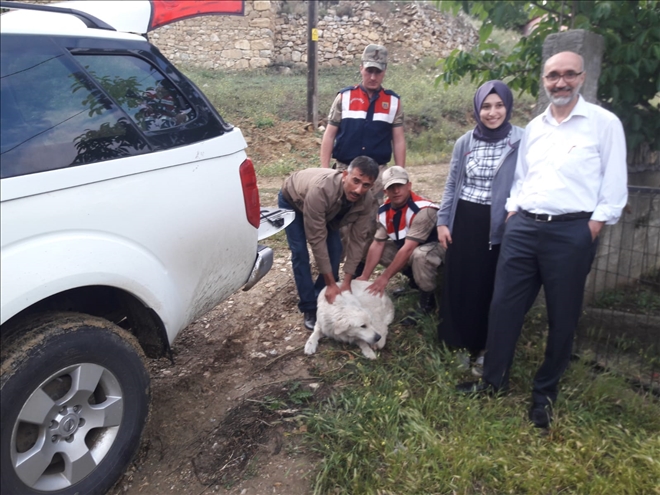 YARALI KÖPEĞE VALİ SAHİP ÇIKTI