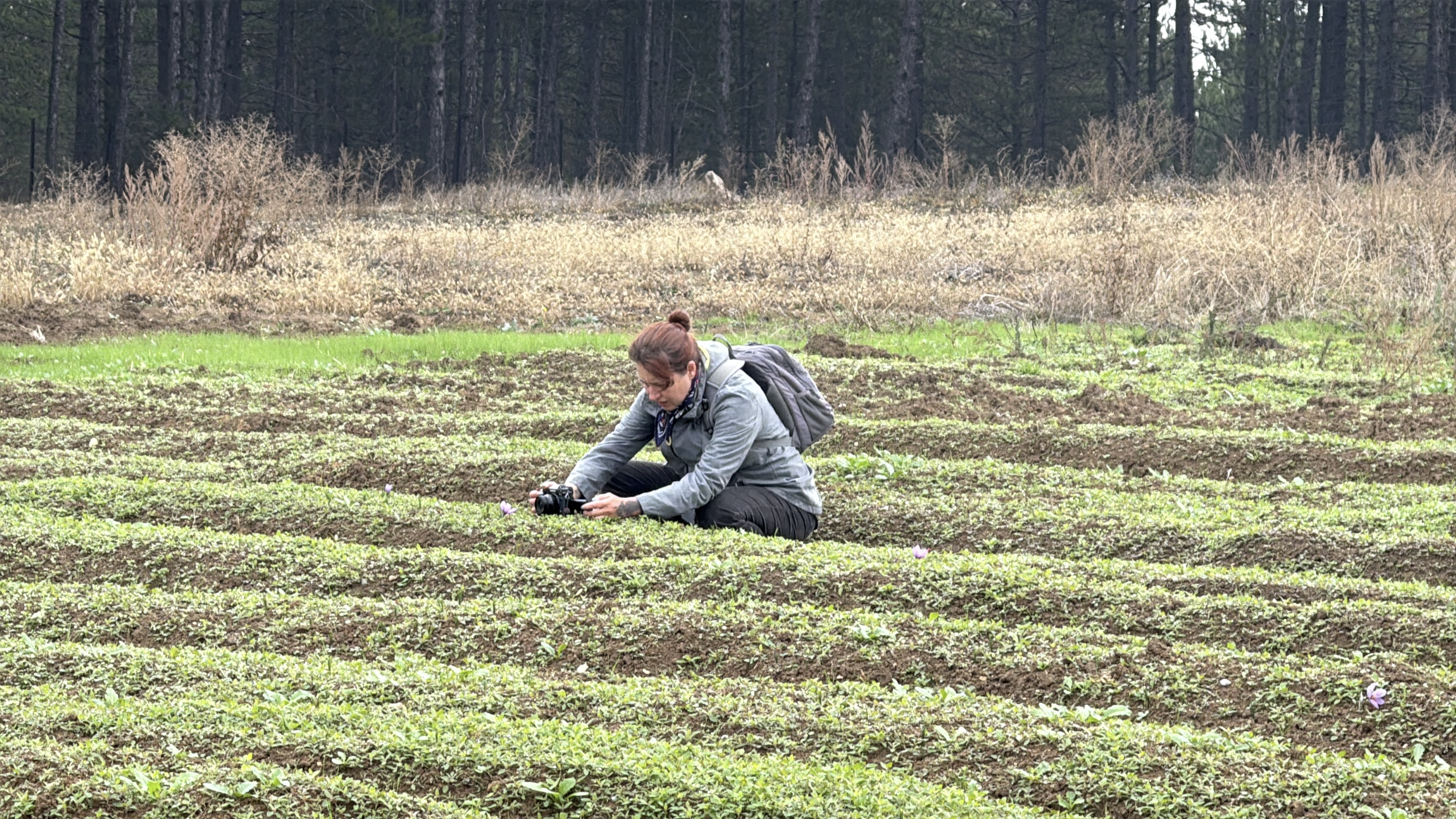Dünyanın en pahalı baharatı safranın hasadı başladı