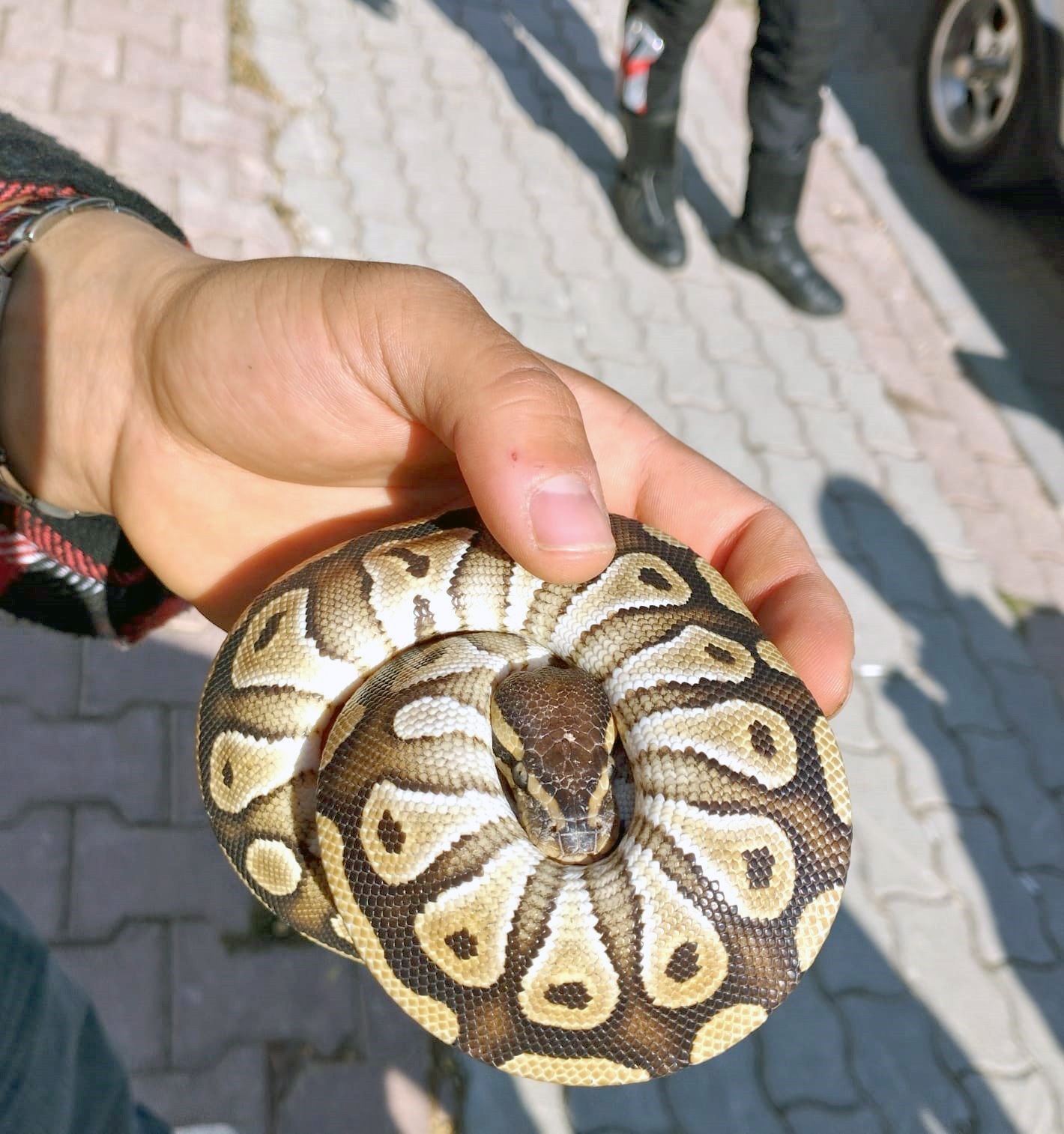 Cebinden yavru piton çıktı