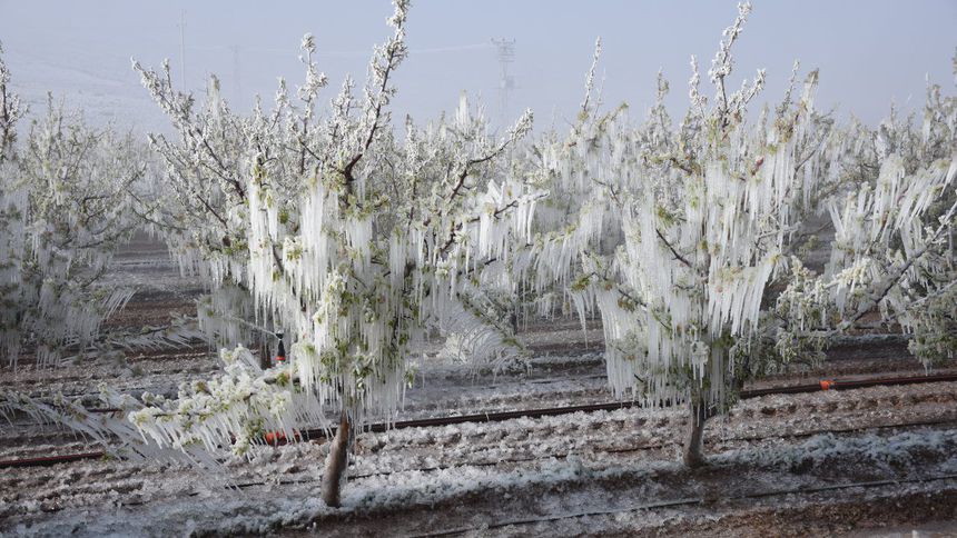 Sivaslı Çiftçiye Zirai Don desteği