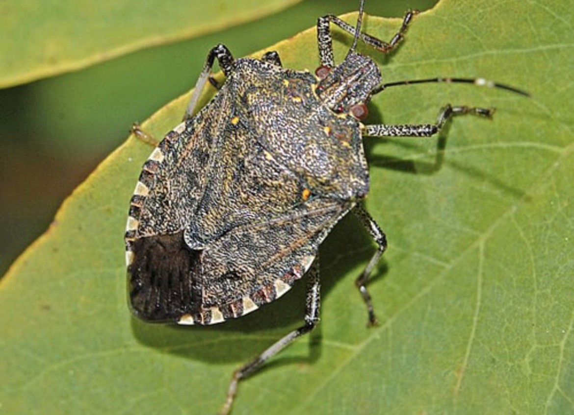 Karadeniz’in korkulu rüyası Sivas’ta da görüldü