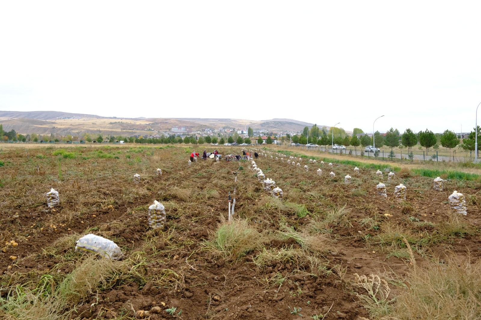 Üniversiteden Alkış Toplayan Hareket! Hasadın Gelirleri Öğrencilere Burs Olacak