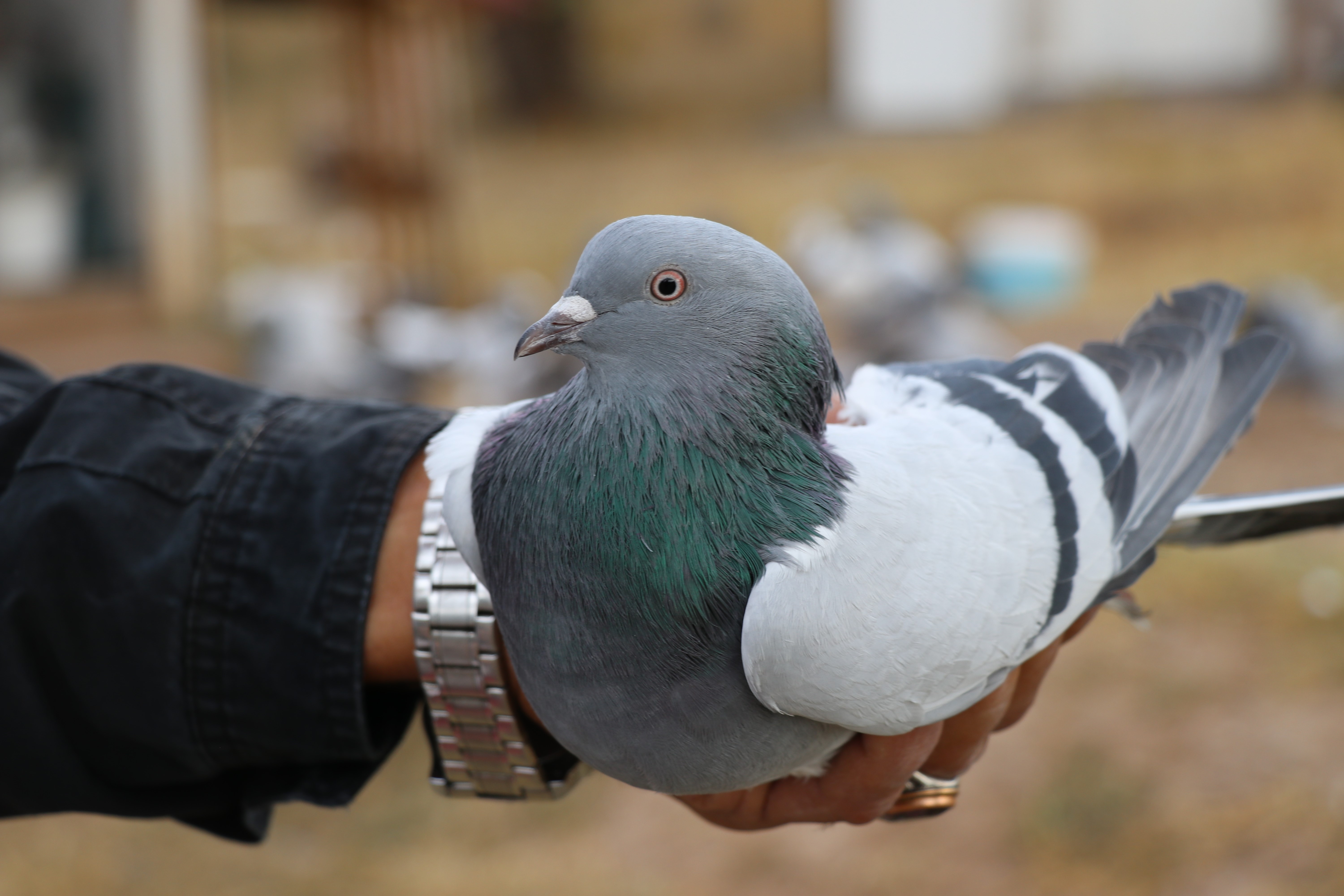 45 Yıldır Sivas Kuşlarını Neslini Bozmadan Yetiştiriyor