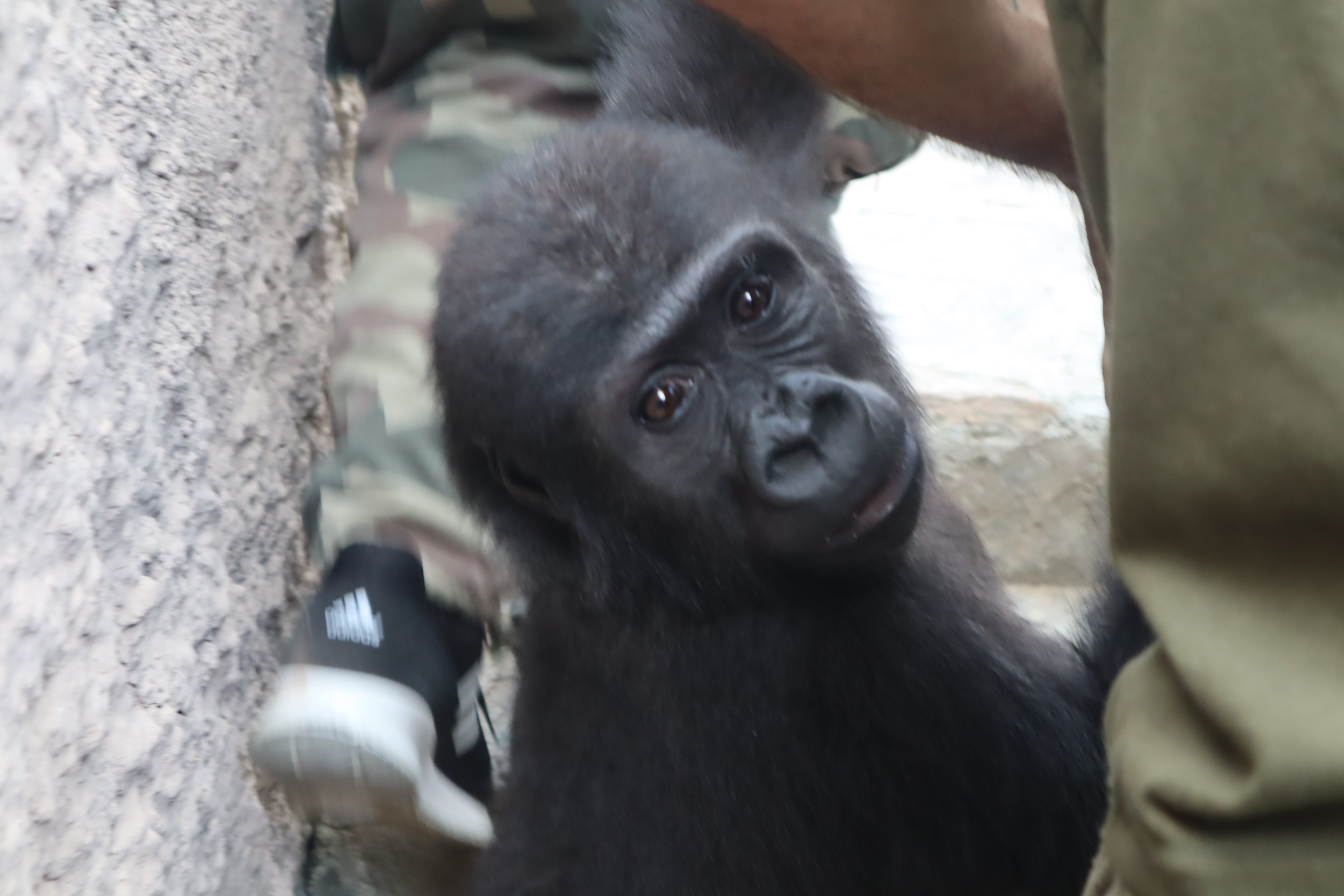 Yavru goril Zeytin Türkiye'de kalacak
