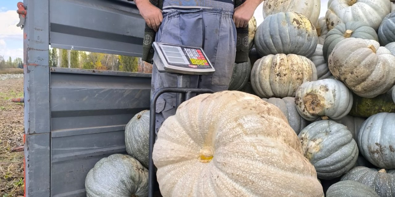 Sivas'ta 51 kiloluk bal kabağı yetiştirildi