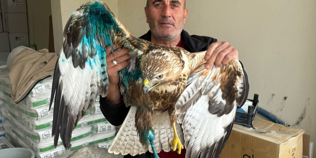 Sivas'ta Yaralı Bulunan Kızıl Şahin Tedaviye Alındı