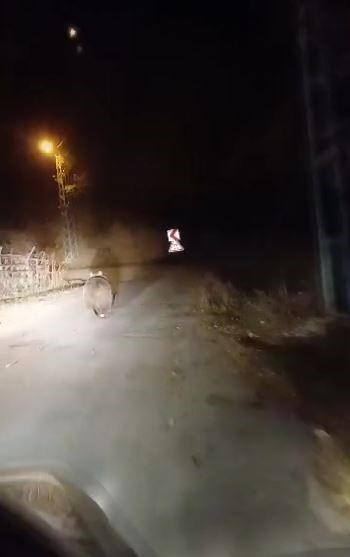 Sivas’ta Araç Sürücüsünü Şaşırtan Olay! Köpek Sandı Ayı Çıktı