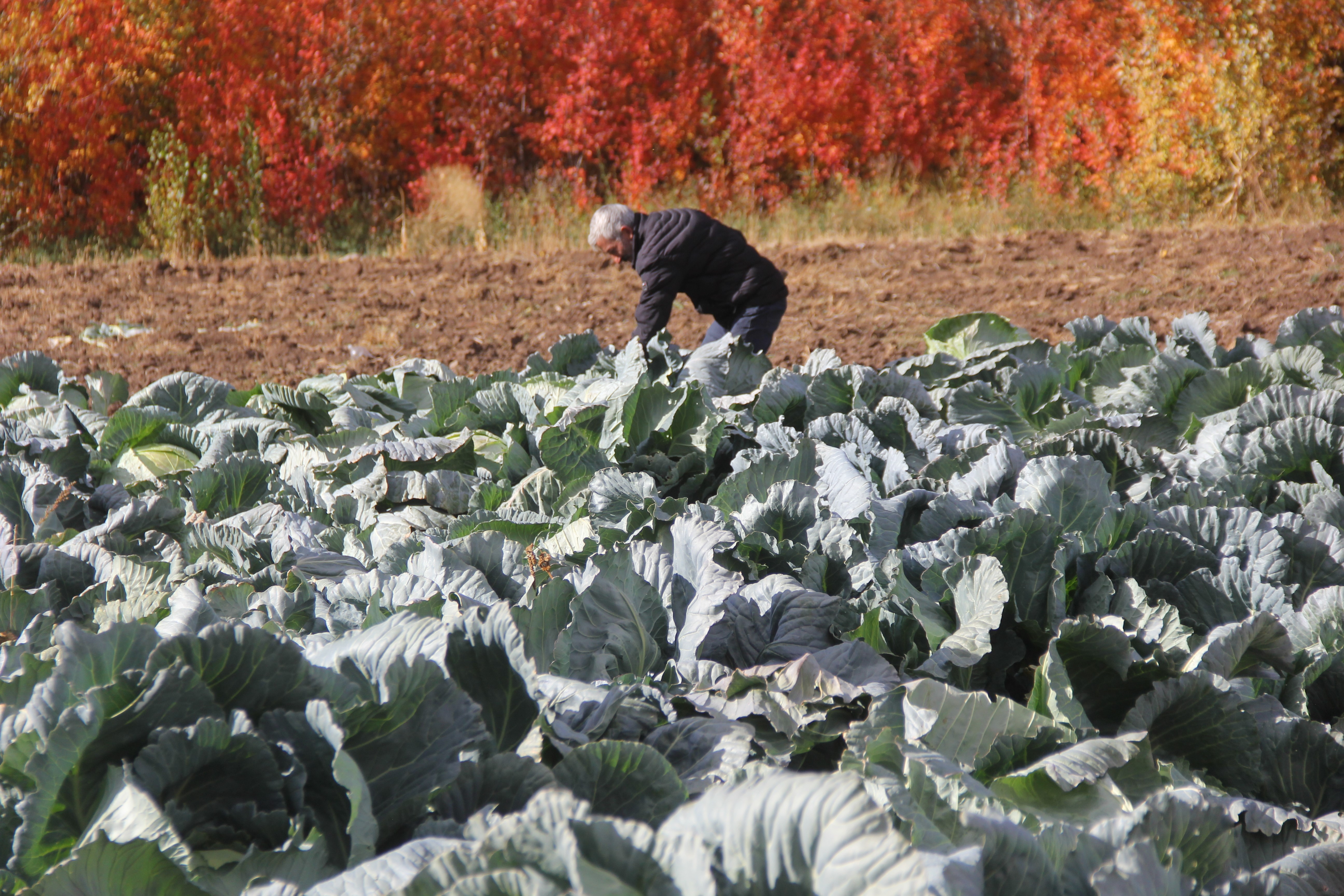 Dededen Toruna Miras: Sivas’ta Gerçek Ata Lahanası Hasat Ediliyor