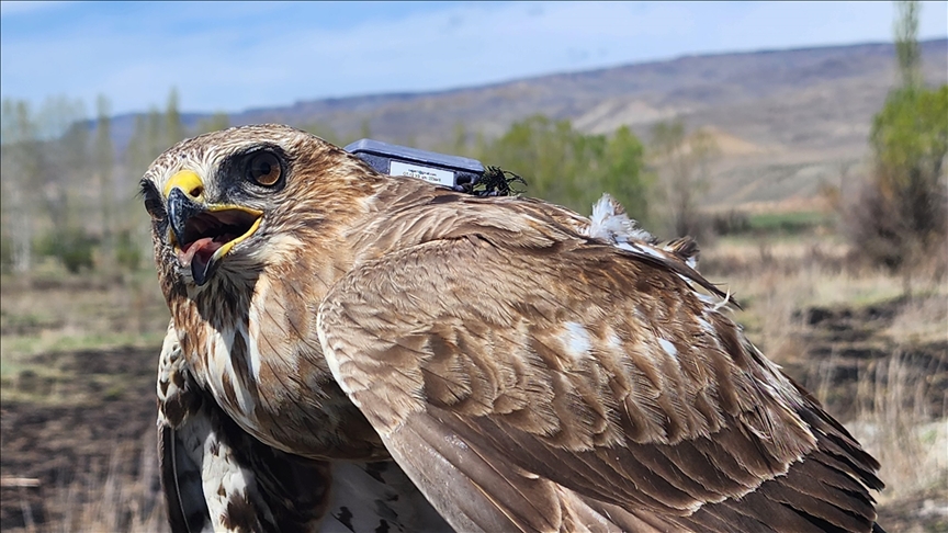 Bozkır şahini 2,5 yılda 28 ülkede 103 bin 456 kilometre uçtu