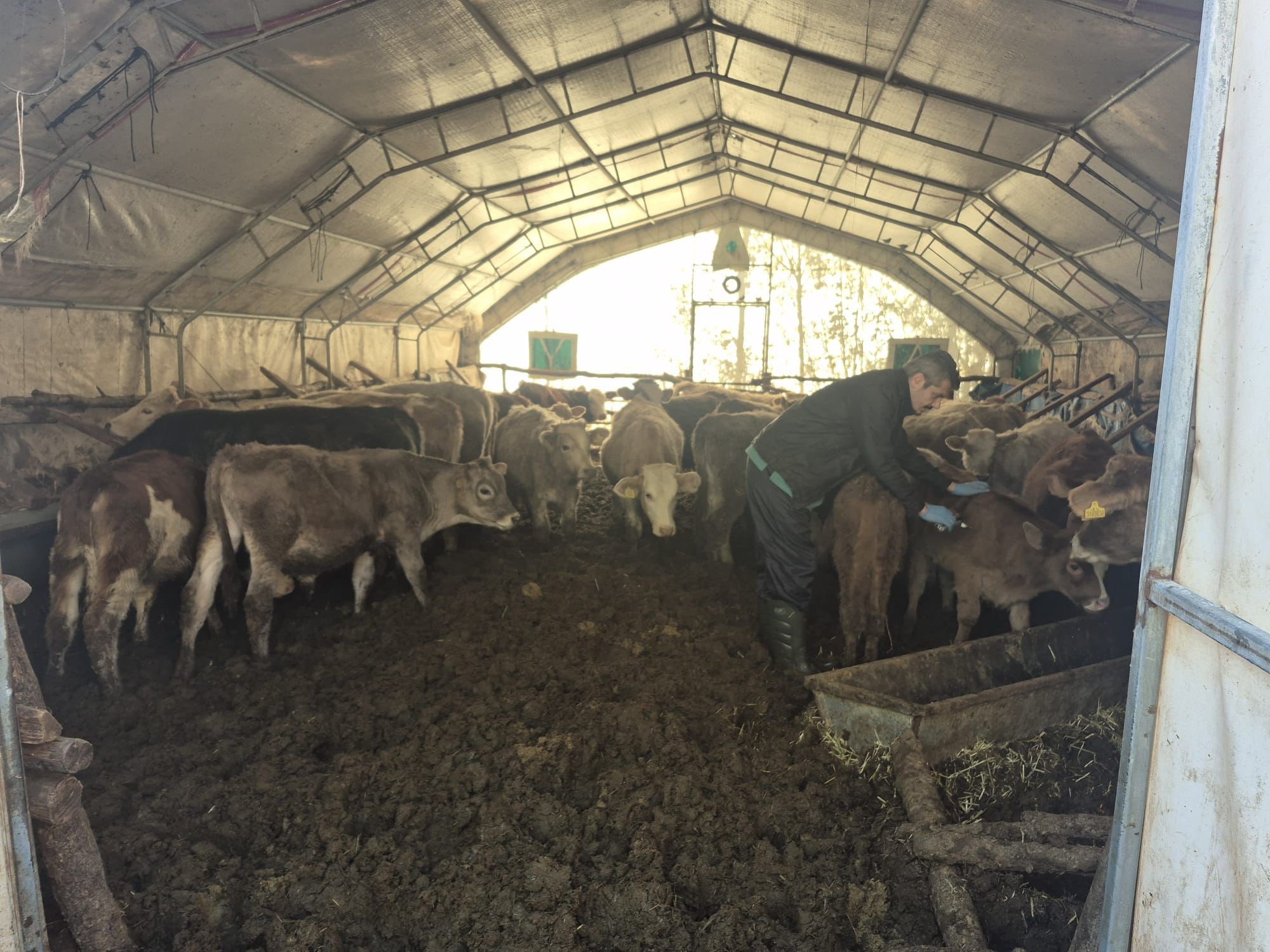 Sivas’ta Hayvan Hastalıklarıyla Mücadele Aralıksız Sürüyor