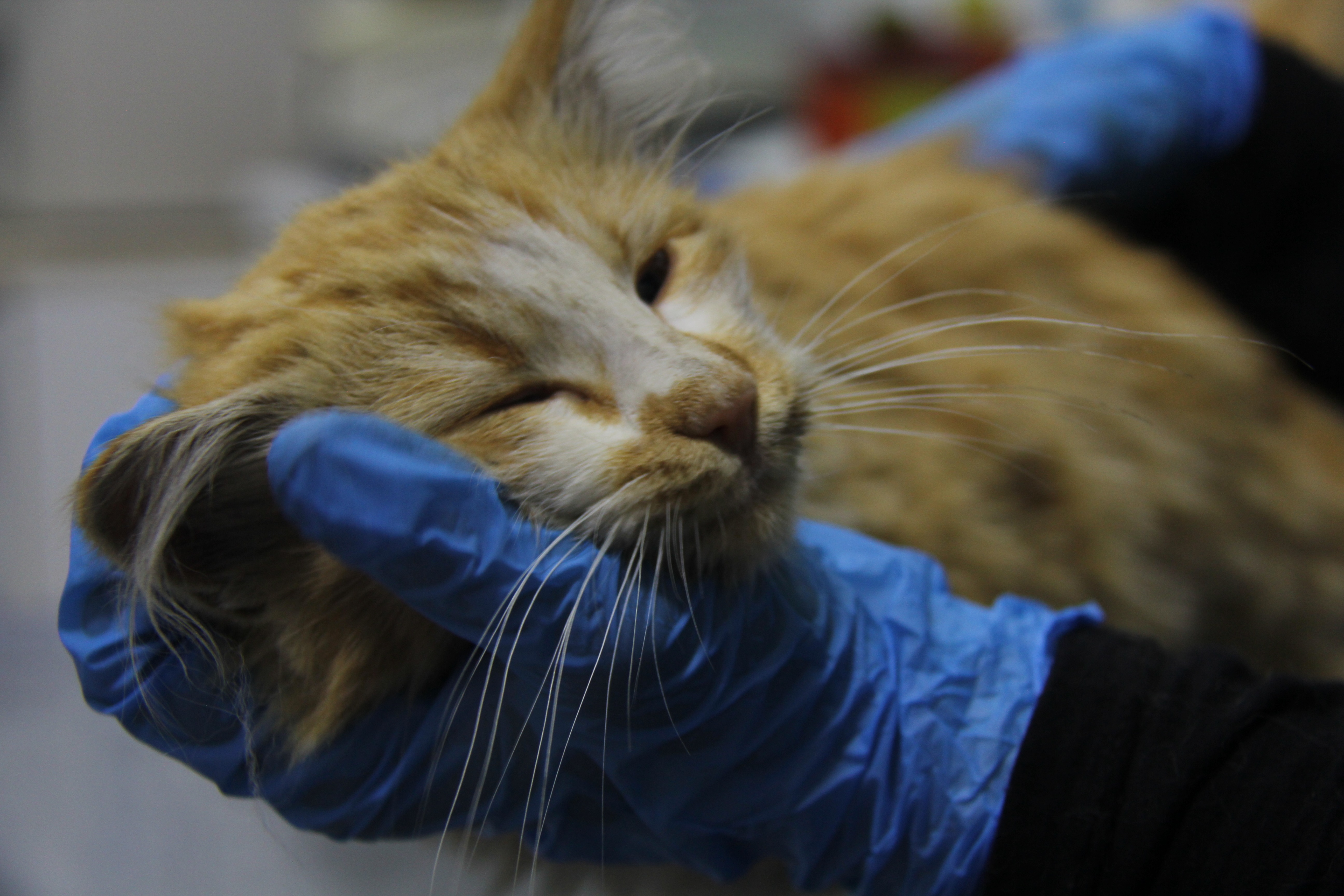 Sivas’ta Kedi AIDS’i Tespit Edildi