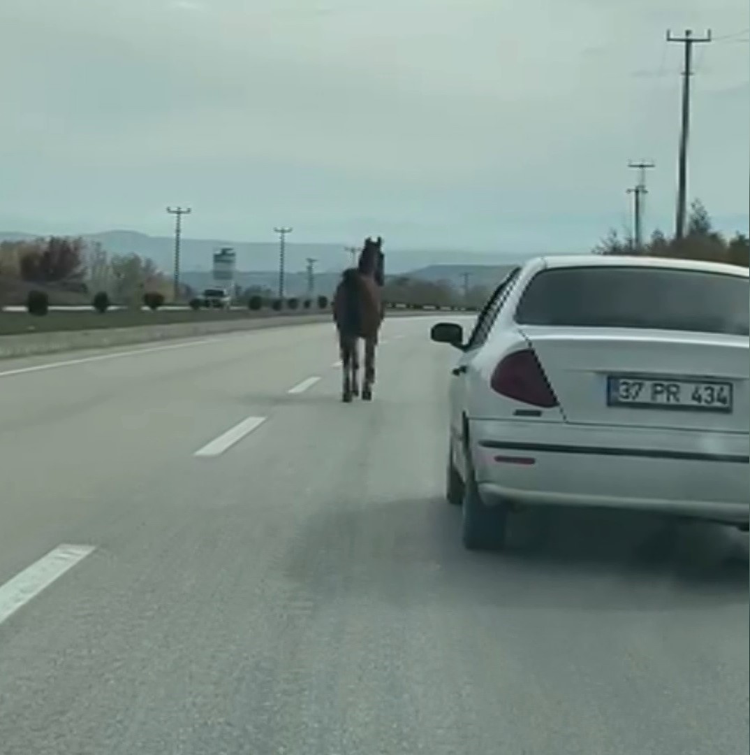 Başıboş at trafiği karıştırdı