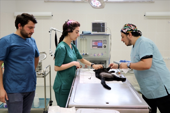 GECE SİVAS´TA AMELİYAT EDİLDİ