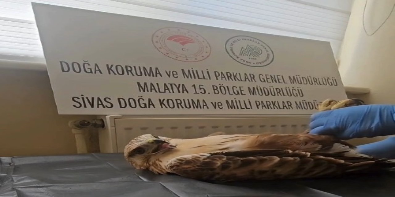 Sivas’ta şahin yeniden özgürlüğe uçtu