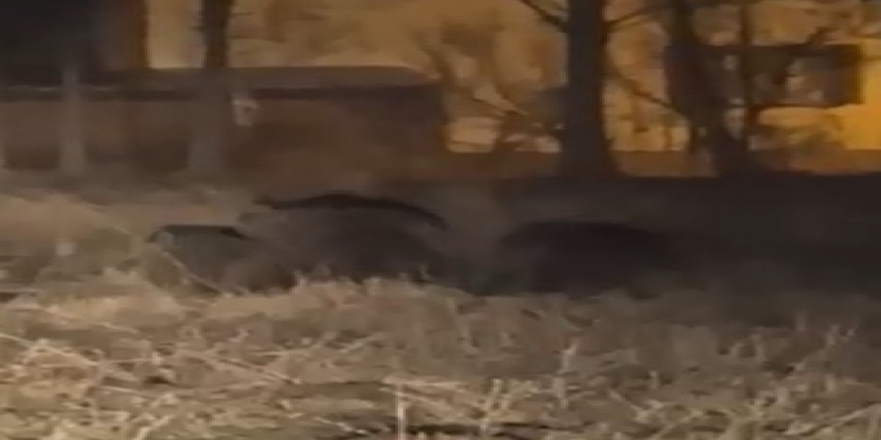 Sivas'ta anne ve üç yavru ayı yiyecek aradı