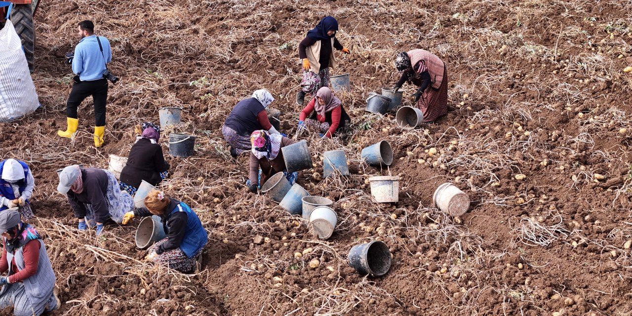 Sivas'ta işçilerin patates söküm mesaisi