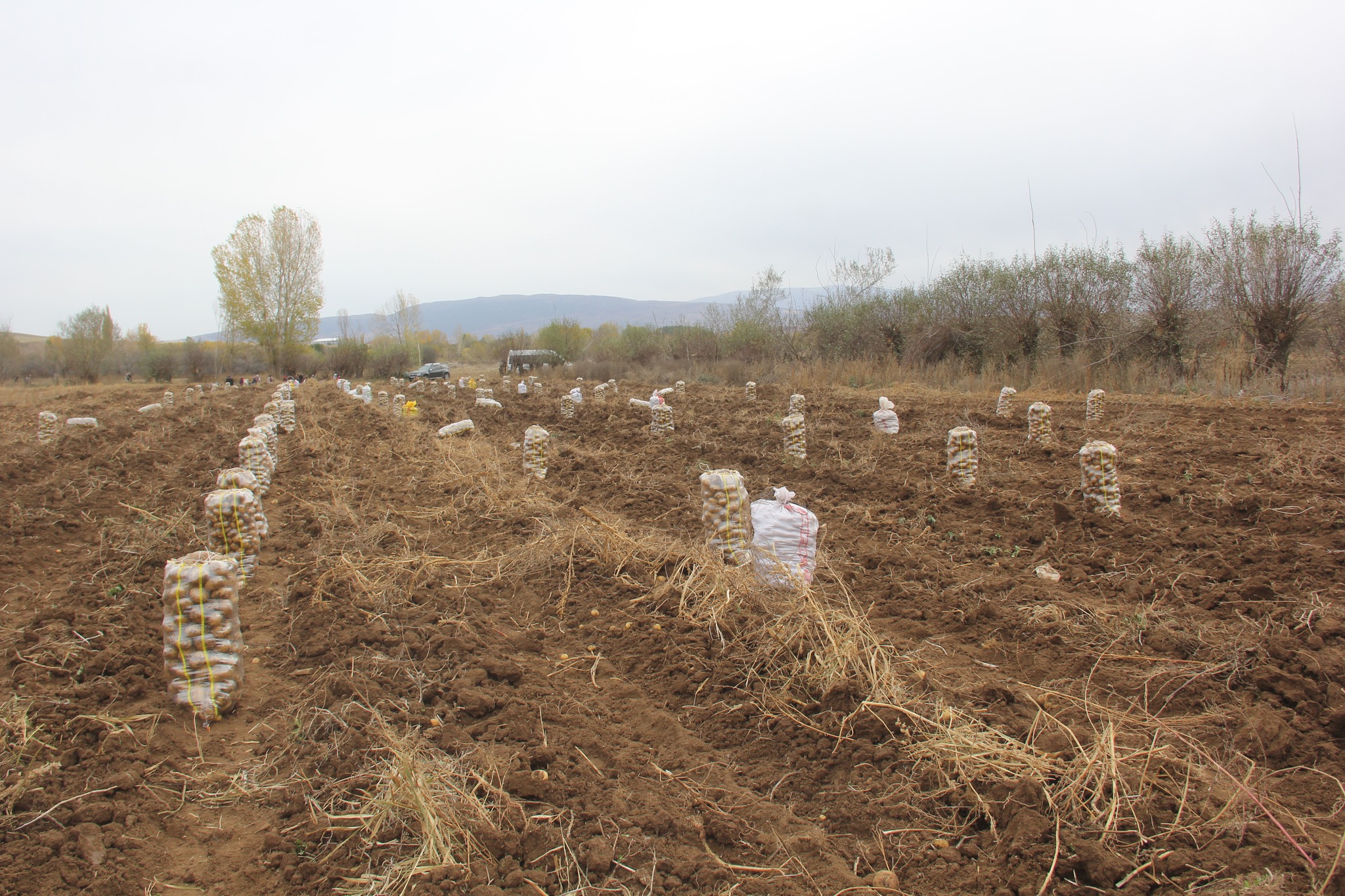 Zara’da Patates Hasadı Tüm Hızıyla Sürüyor