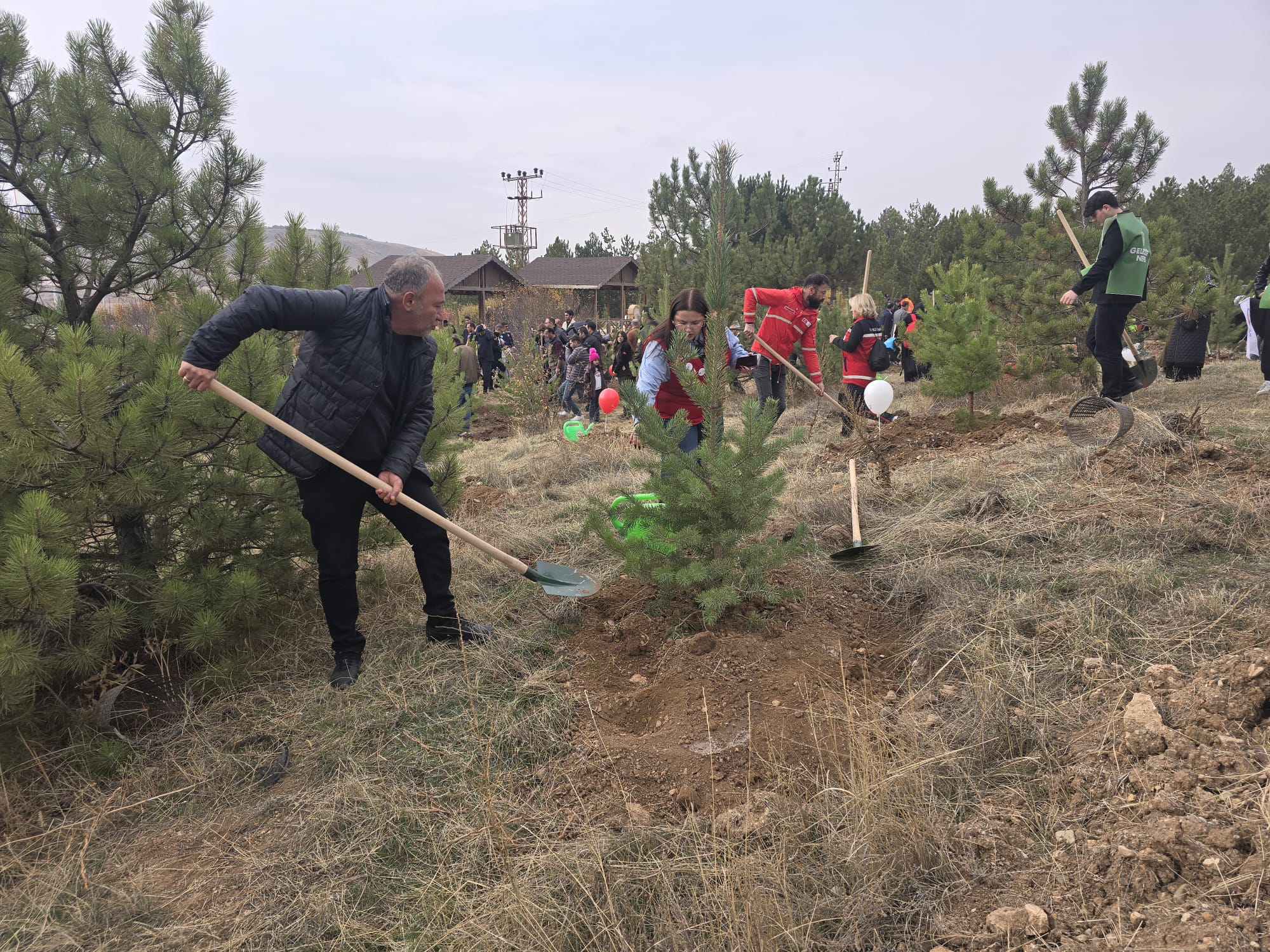 Sivas’ta “Yeşil Vatan” seferberliği: Üniversite çevresi fidanlarla renklendi