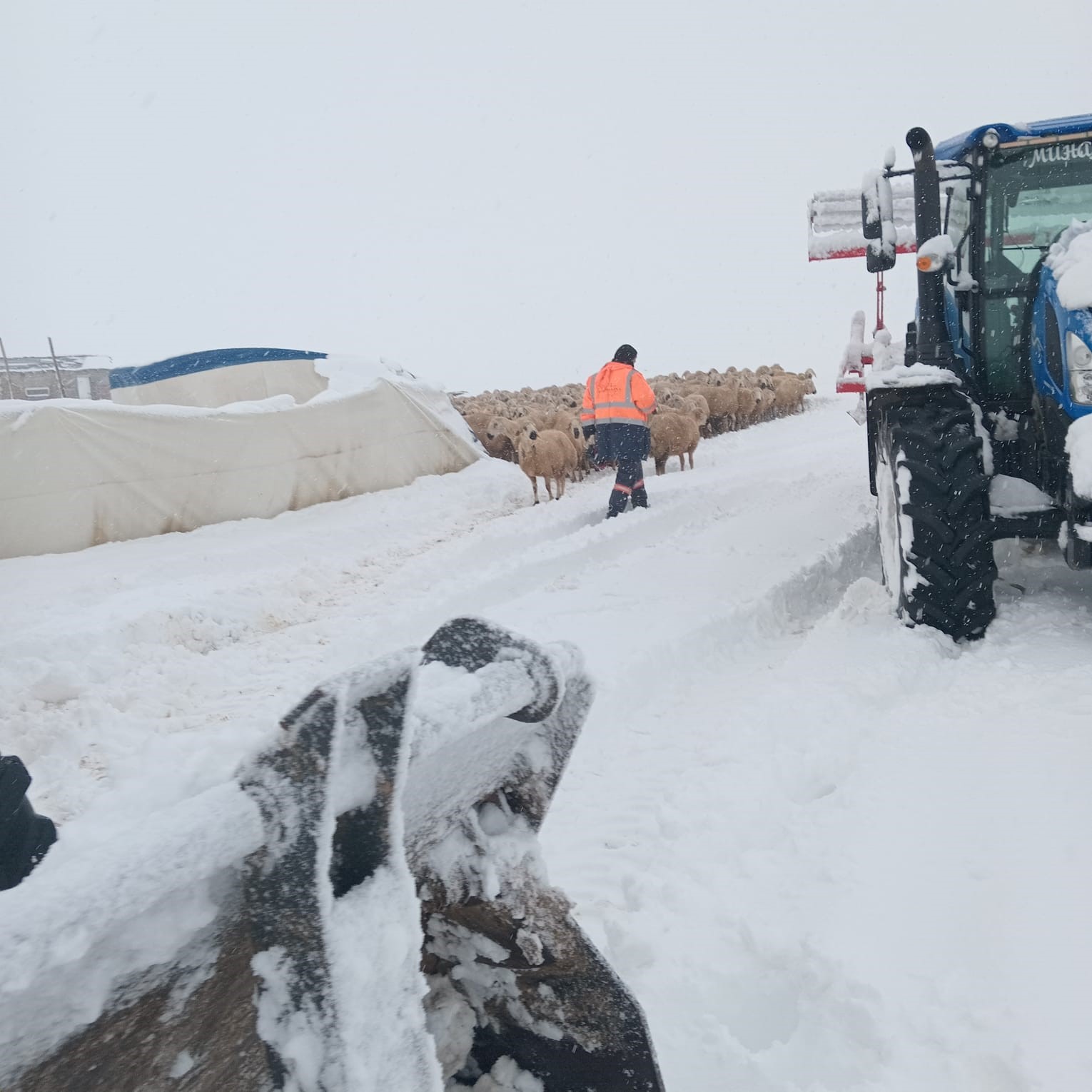 Sivas’ta Kar Çadırı Çökertti: 8 Koyun Telef Oldu