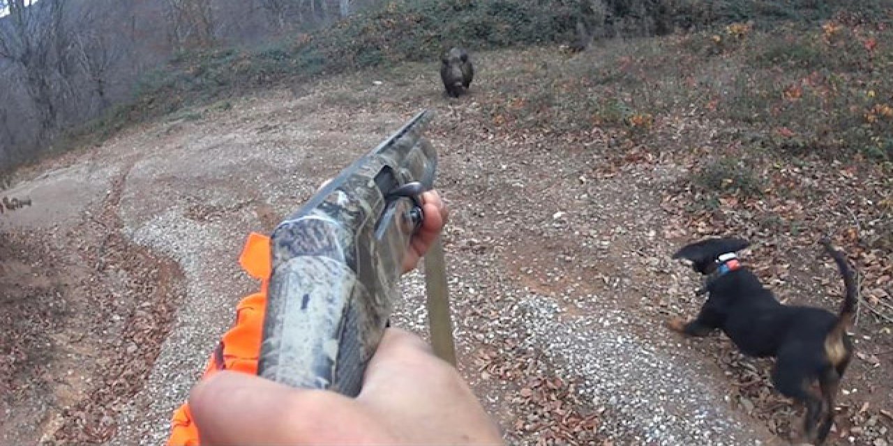 Son dakika: Sivas'ta bir kişi domuz avında vuruldu