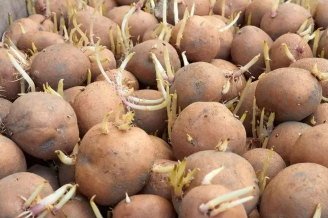 Uzmanlardan önemli uyarı: filizlenmiş patatesler sağlığa zararlı