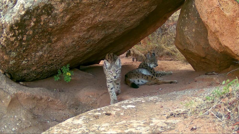 Sivas ormanlarında nadir görüntü: Vaşak ailesi ailece kamerada