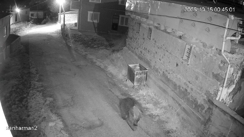 Yemek Artıklarını Dışarıya Atarsanız Ayılara Yem Olabilirsiniz!