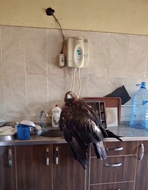 Yaralı Kartal Sivas’ta Esnafın Yardımıyla Kurtarıldı