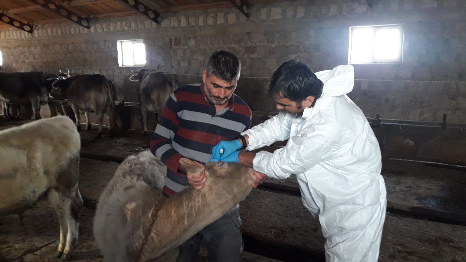 Şap Hastalığına Karşı Sivas’ta Bağışıklık Güçlendiriliyor