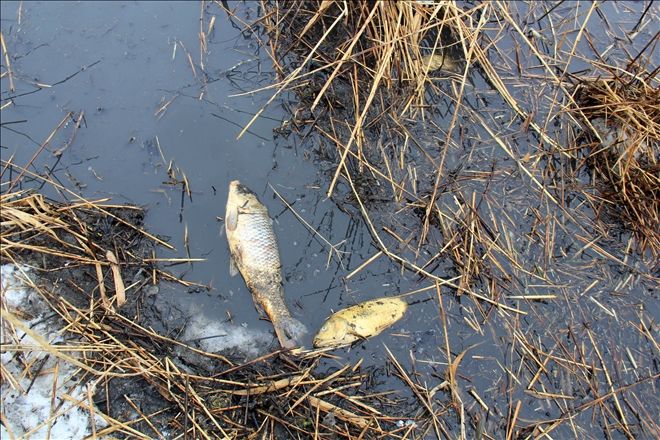 YÜZEYİ DONAN GÖLDE BALIK ÖLÜMÜ