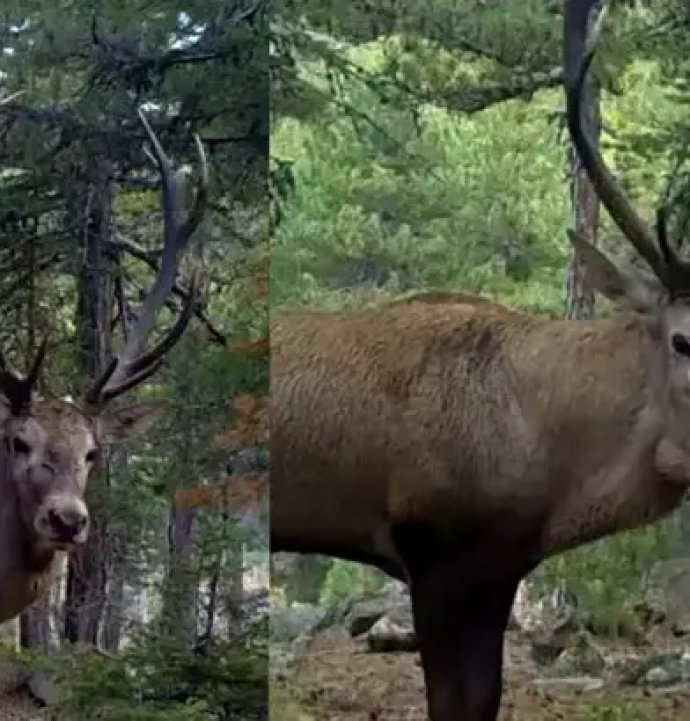 Fotokapana takılan Kızılgeyik görenleri büyüledi