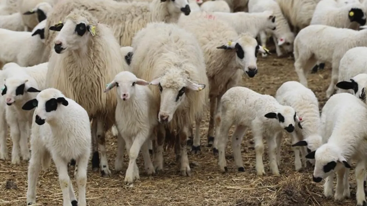 TİGEM 5 bin 150 reforme küçükbaş hayvan satacak