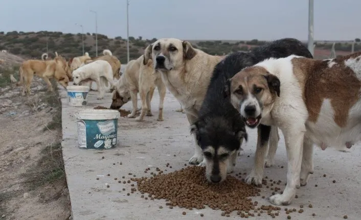 O İlimizde Sokak Köpeklerini Beslemek Yasaklandı