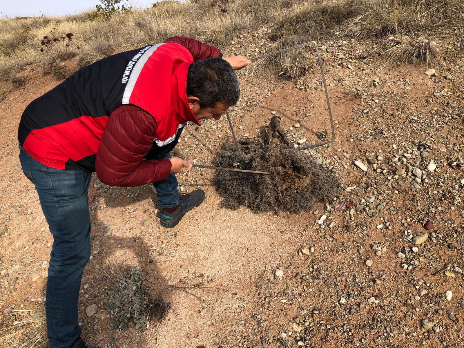 Sivas’ta Süne Zararlısına Karşı Önlem