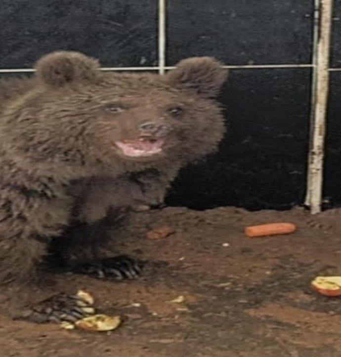 Bitkin Ayı Yeniden Doğaya Dönecek